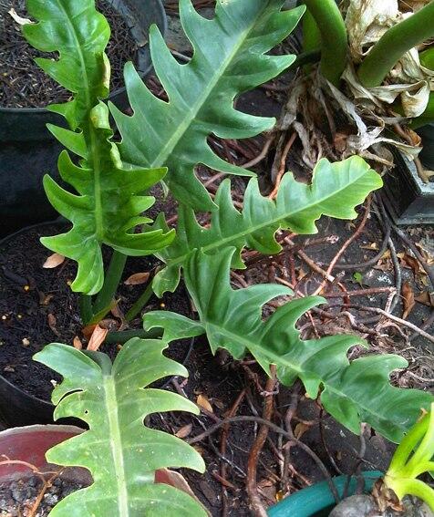 Alocasia dan Philodendron