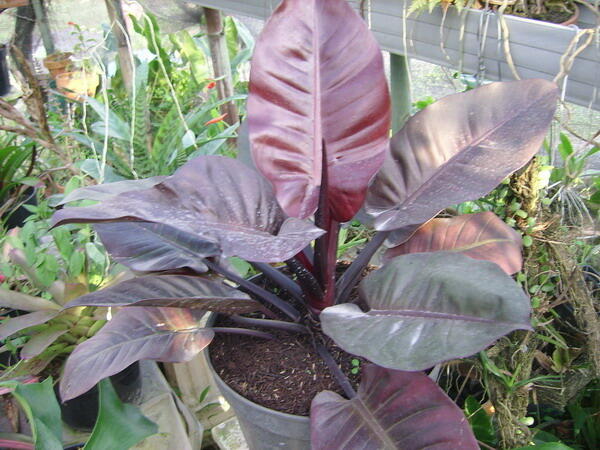 Alocasia dan Philodendron
