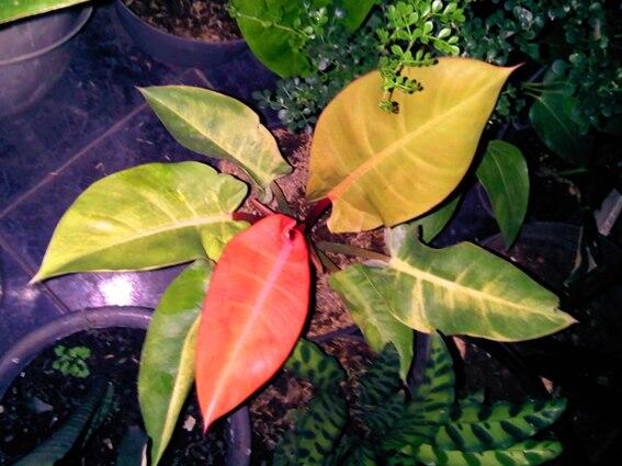 Alocasia dan Philodendron