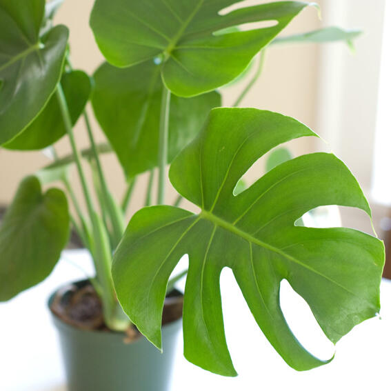 Alocasia dan Philodendron