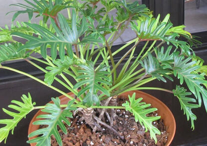Alocasia dan Philodendron