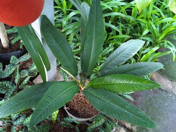 Alocasia dan Philodendron