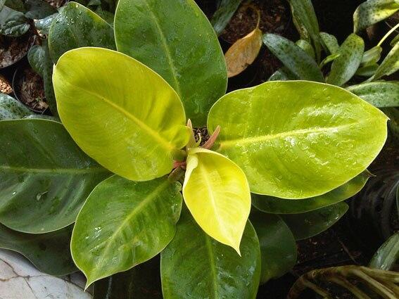 Alocasia dan Philodendron