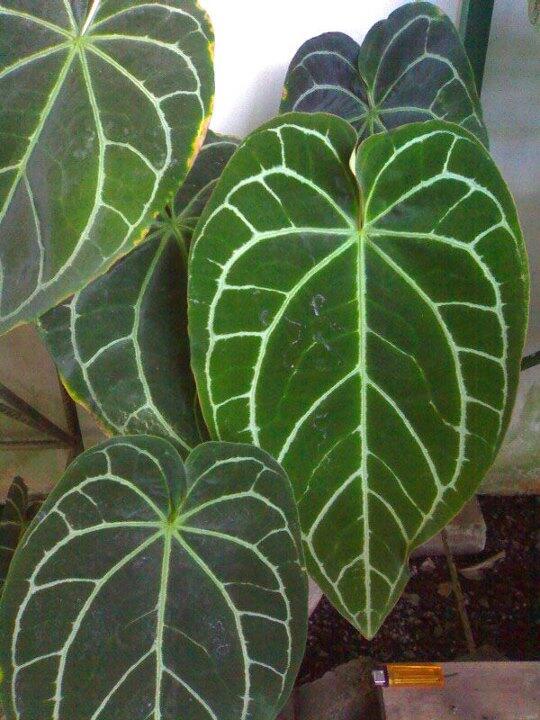 Alocasia dan Philodendron