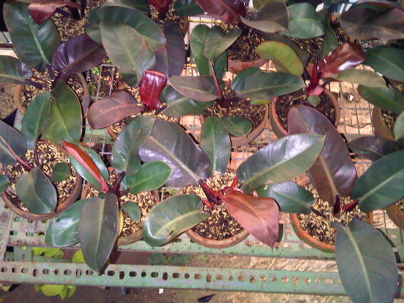 Alocasia dan Philodendron