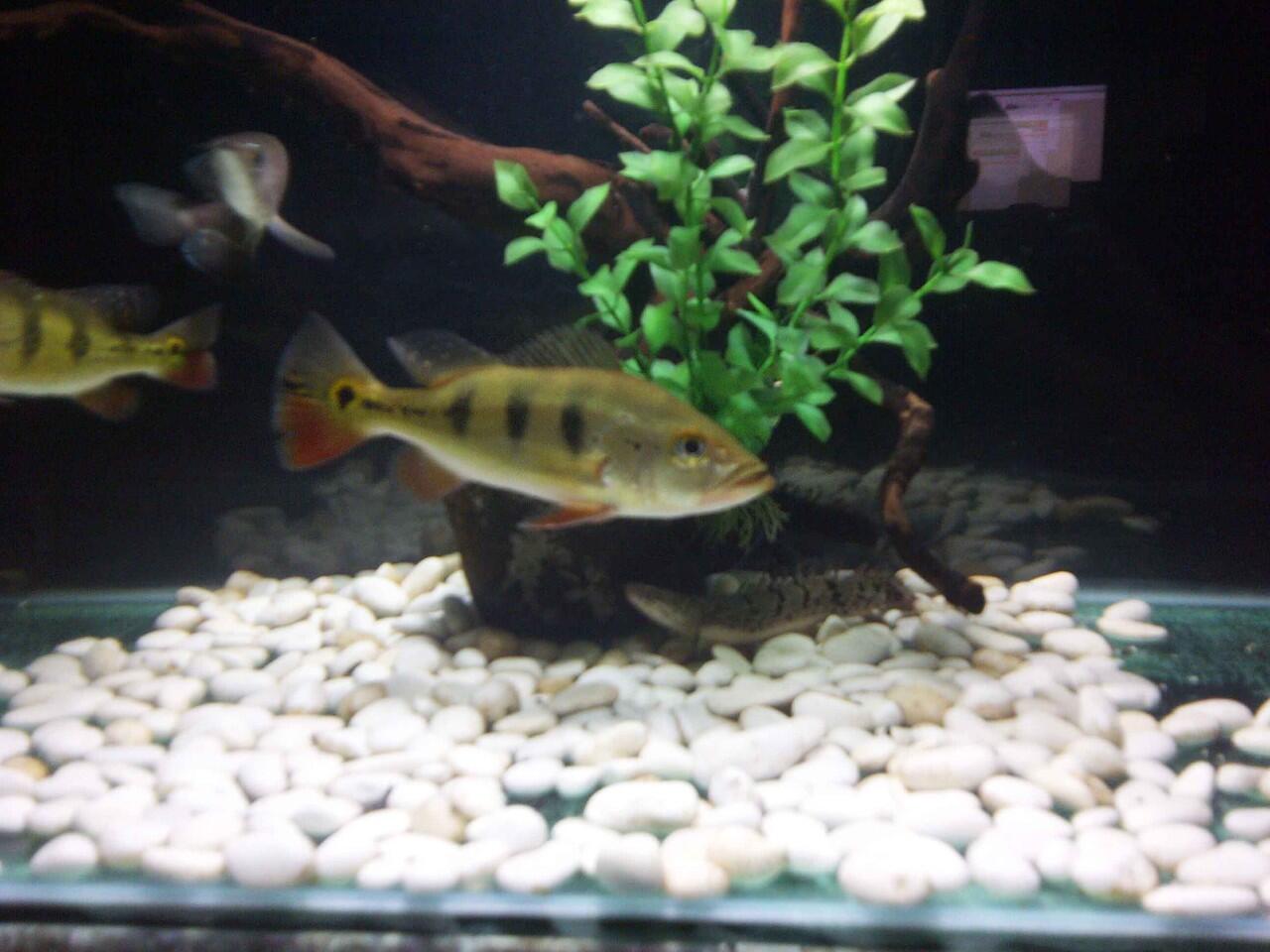 Terjual Jual Aquarium Ikan Predator | KASKUS