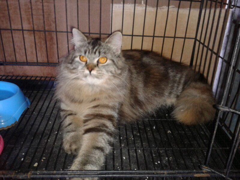 maine coon & siberian
