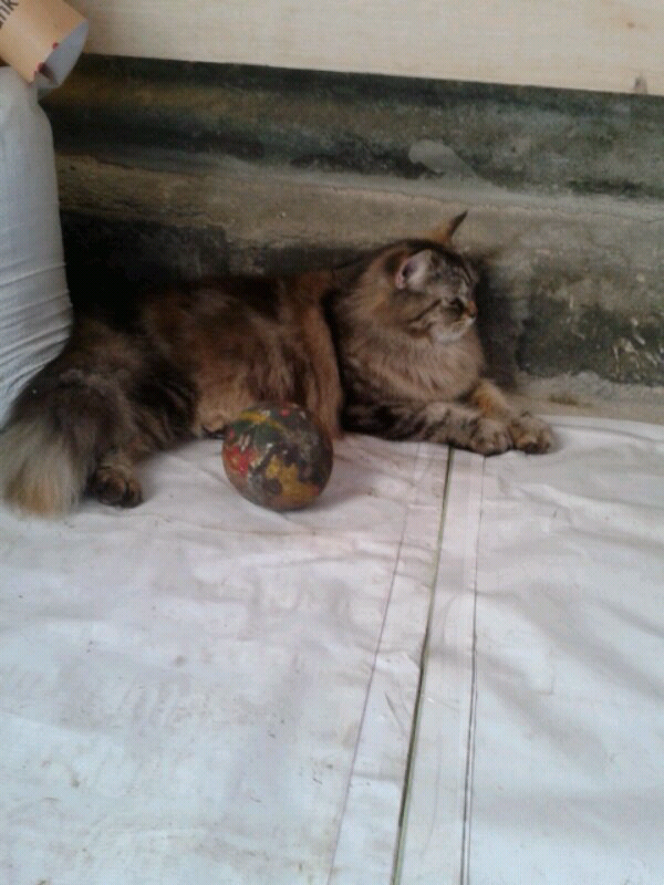 maine coon & siberian