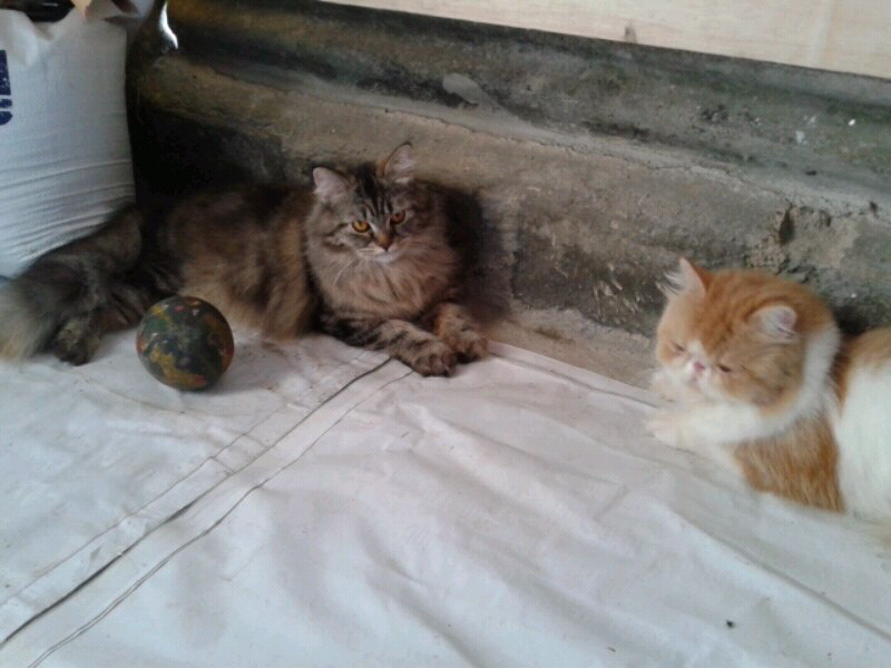 maine coon & siberian