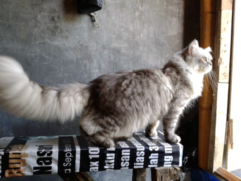 maine coon & siberian