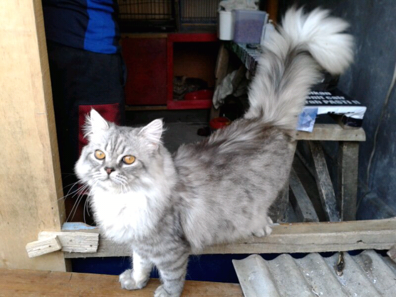 maine coon & siberian