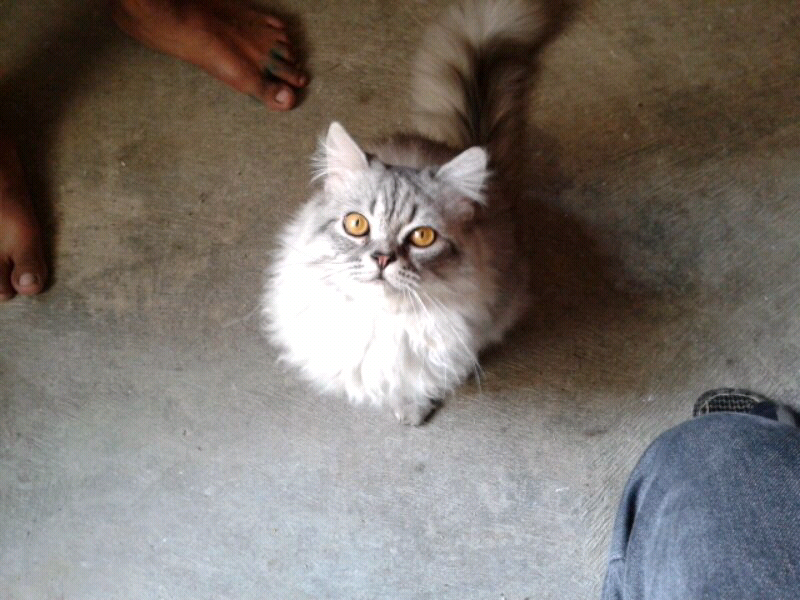 maine coon & siberian