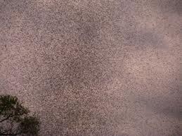 Jutaan nyamuk serbu sebuah desa&#91;pict&#93;