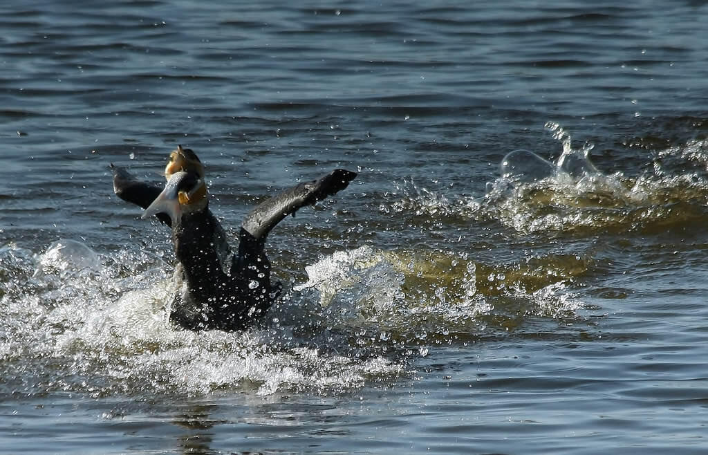 &#91;HOT&#93; Tradisi Unik Memancing Ikan dengan Burung Kormoran