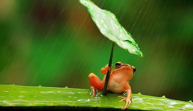 &#91; PIC &#93; Katak Ini Pakai 'Payung' Saat Hujan