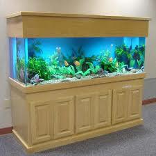 aquarium ikan hias