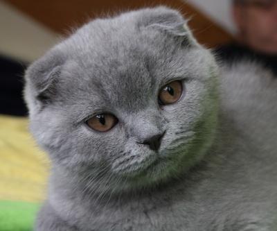 INI DIA GAN 10 KUCING TERMAHAL DI DUNIA ! &#91; + PICT &#93;