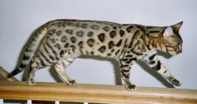 INI DIA GAN 10 KUCING TERMAHAL DI DUNIA ! &#91; + PICT &#93;