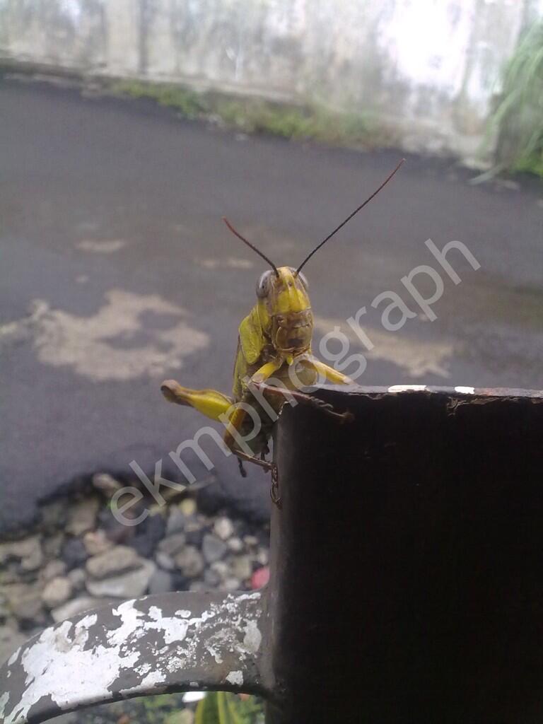 Pohon mangga berbuah pisang (asli kumpulan foto pribadi fenomena alam paling aneh)