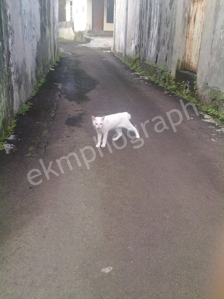 Pohon mangga berbuah pisang (asli kumpulan foto pribadi fenomena alam paling aneh)