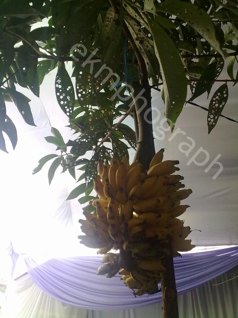 Pohon mangga berbuah pisang (asli kumpulan foto pribadi fenomena alam paling aneh)