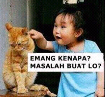 Imut Gan!! Kucing-kucing Fotogenik dengan Pose Unik!