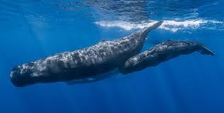 &#91;PENGETAHUAN&#93; Ambergris,Muntahan ikan paus yang bernilai puluhan juta