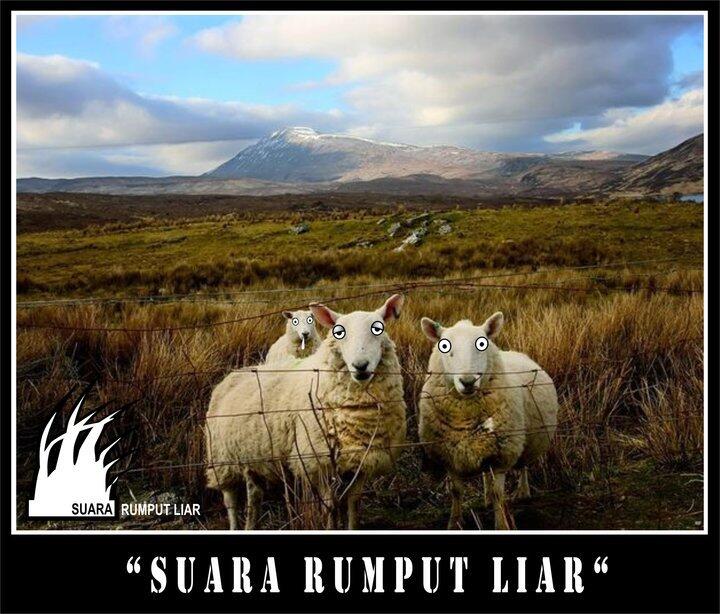 The Real Suara Rumput Liar