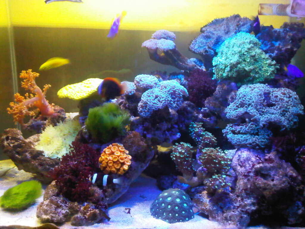 Terjual Lampu LED akuarium laut/aquascape custom bandung ...