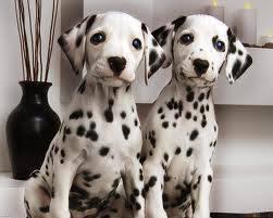 Tahukah agan? Ternyata anjing dalmatians terlahir tanpa bintik-bintik di bulunya