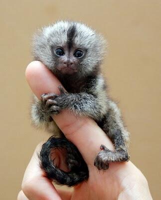 Monyet Terkecil di Dunia Hanya Sebesar Jari?