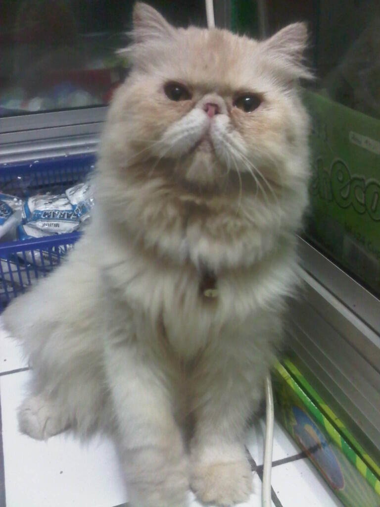 Kucing Persia Pignose Extreme Betina ( Purwakarta )