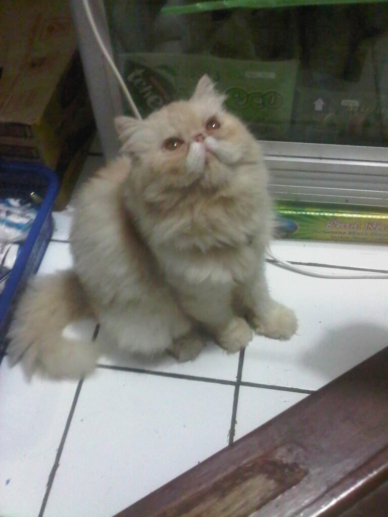 Kucing Persia Pignose Extreme Betina ( Purwakarta )