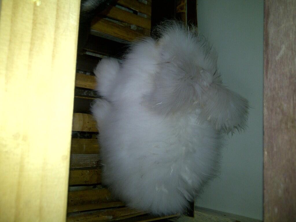 KELINCI INDUKAN DWARF HOTOT,NETHERLAND BLACK,ENGLISH ANGGORA BEKASI SELATAN