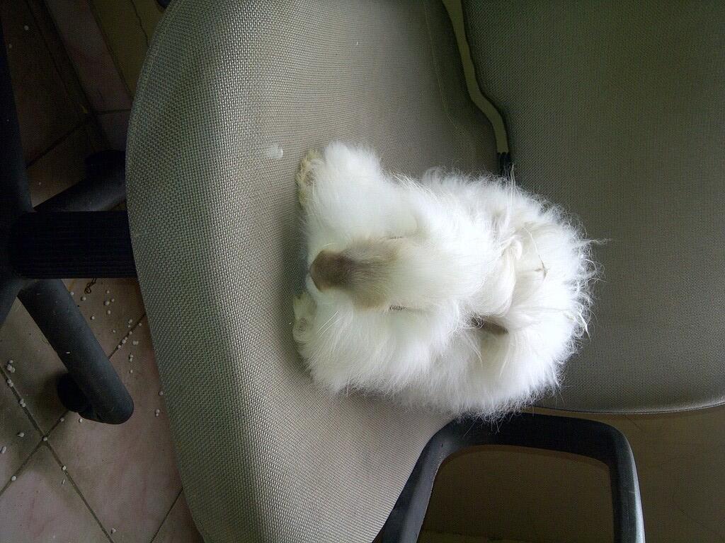 KELINCI INDUKAN DWARF HOTOT,NETHERLAND BLACK,ENGLISH ANGGORA BEKASI SELATAN