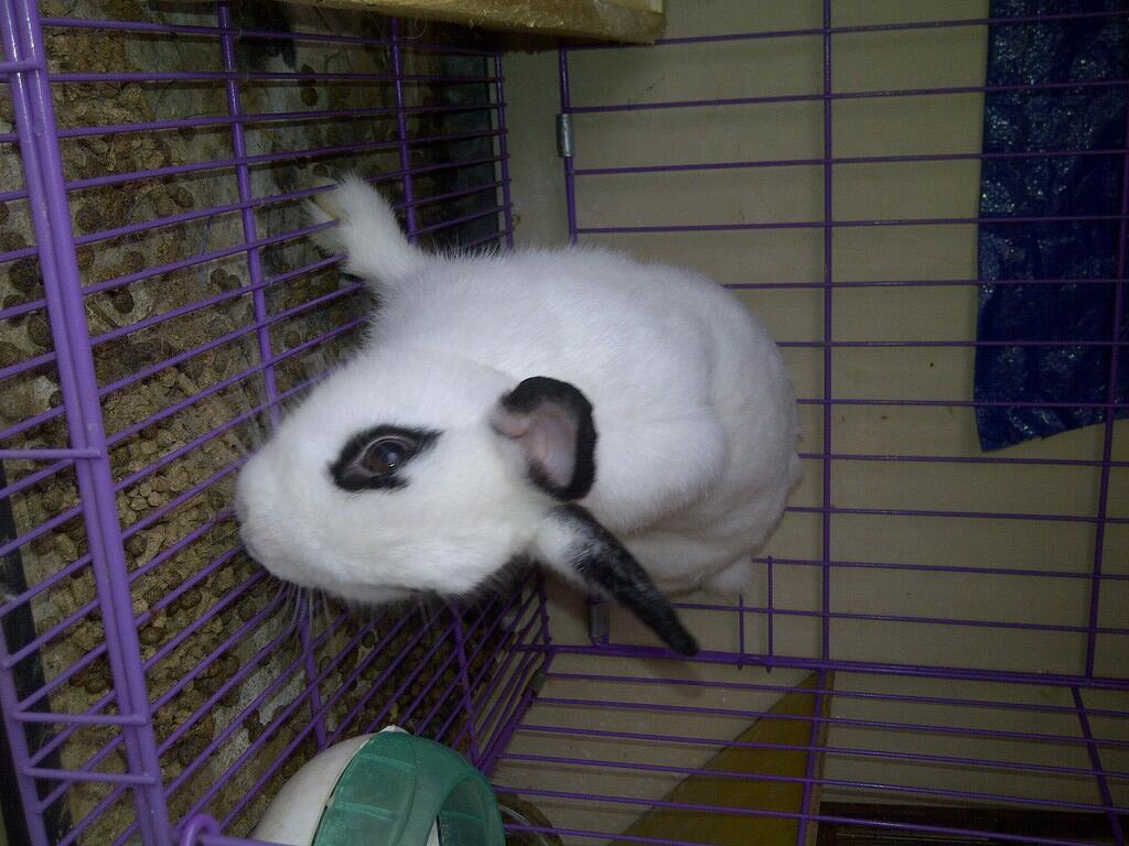 KELINCI INDUKAN DWARF HOTOT,NETHERLAND BLACK,ENGLISH ANGGORA BEKASI SELATAN