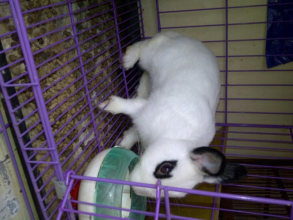 KELINCI INDUKAN DWARF HOTOT,NETHERLAND BLACK,ENGLISH ANGGORA BEKASI SELATAN