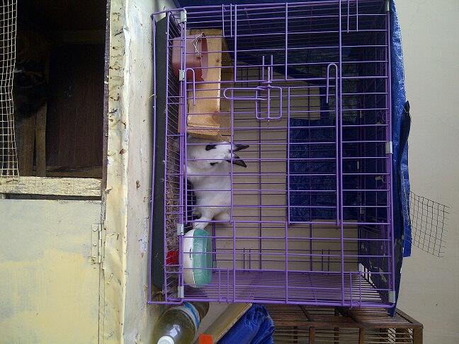 KELINCI INDUKAN DWARF HOTOT,NETHERLAND BLACK,ENGLISH ANGGORA BEKASI SELATAN
