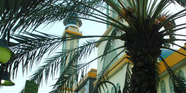 Ajaib, Pohon Kurma Bisa Tumbuh di Masjid Al Barkah Indonesia