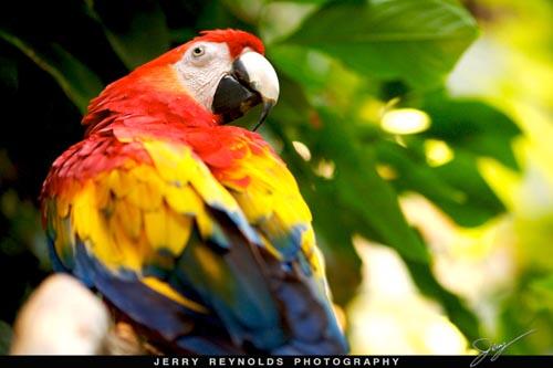 10 Jenis Burung Terindah di Dunia