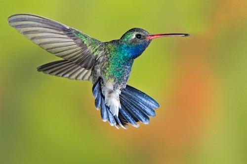 10 Jenis Burung Terindah di Dunia