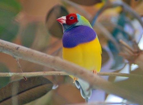 10 Jenis Burung Terindah di Dunia