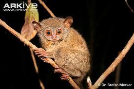 The Beauty of Nocturnal Animal