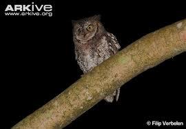 The Beauty of Nocturnal Animal