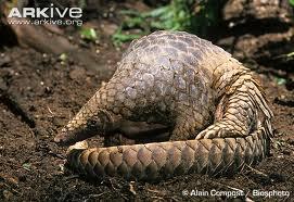 The Beauty of Nocturnal Animal