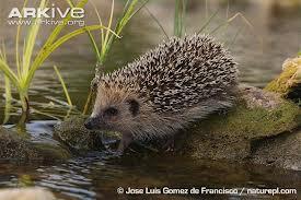 The Beauty of Nocturnal Animal