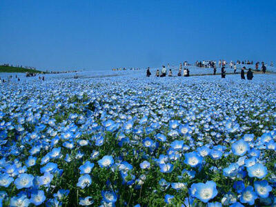 Hitachi Seaside Park, Lautan Bunga Super Cantik di Jepang