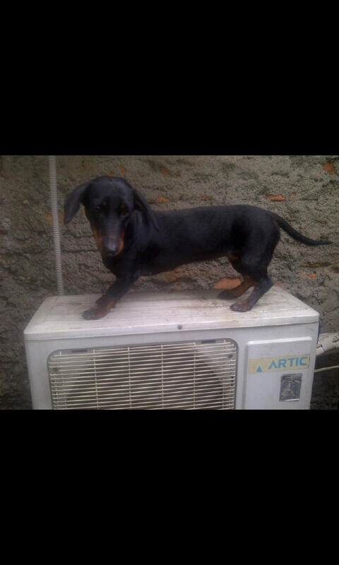 anjing sosis,tekel,datsun betina 1 th