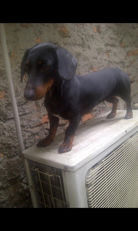 anjing sosis,tekel,datsun betina 1 th