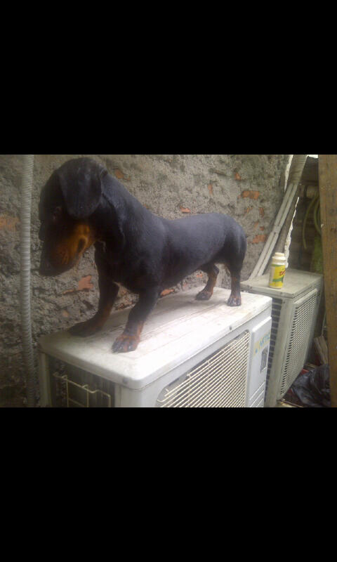 anjing sosis,tekel,datsun betina 1 th